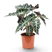 Große Alocasia Polly im Topf mit dunkelgrünen Blättern auf weißem Hintergrund