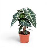 Alocasia Polly im Topf mit dunkelgrünen Blättern auf weißem Hintergrund