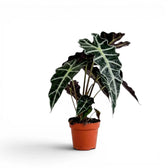 Alocasia Polly im Topf mit dunkelgrünen Blättern auf weißem Hintergrund