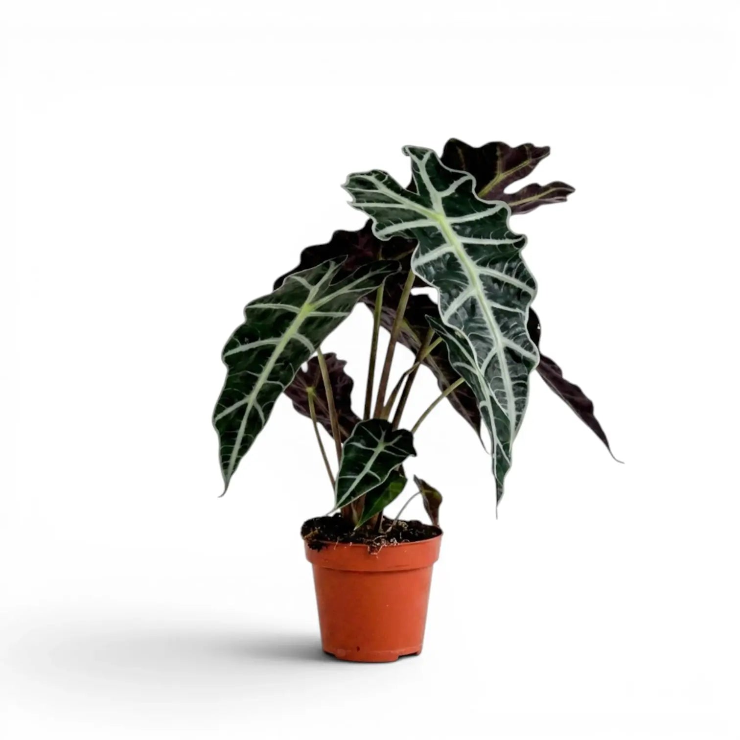 Alocasia Polly im Topf mit dunkelgrünen Blättern auf weißem Hintergrund