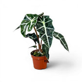 Alocasia Polly im Topf mit dunkelgrünen Blättern auf weißem Hintergrund