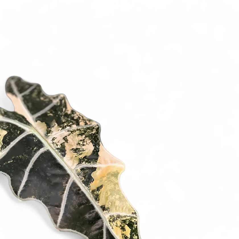 Alocasia 'Polly' variegata aurea leaf detail on white background.