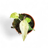Alocasia 'Polly' variegata aurea potted plant in nursery pot on white background.