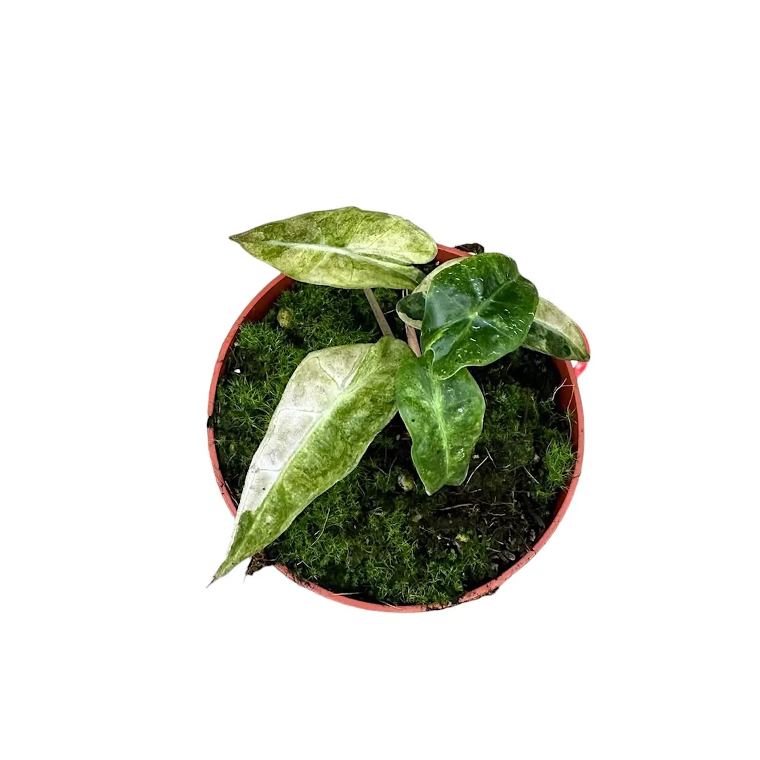 Alocasia 'Polly' variegata aurea potted plant in nursery pot on white background.