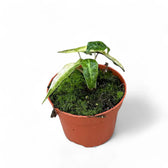 Alocasia 'Polly' variegata aurea potted plant in nursery pot on white background.