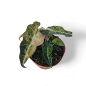 Alocasia 'Polly' variegata aurea potted plant in nursery pot on white background.