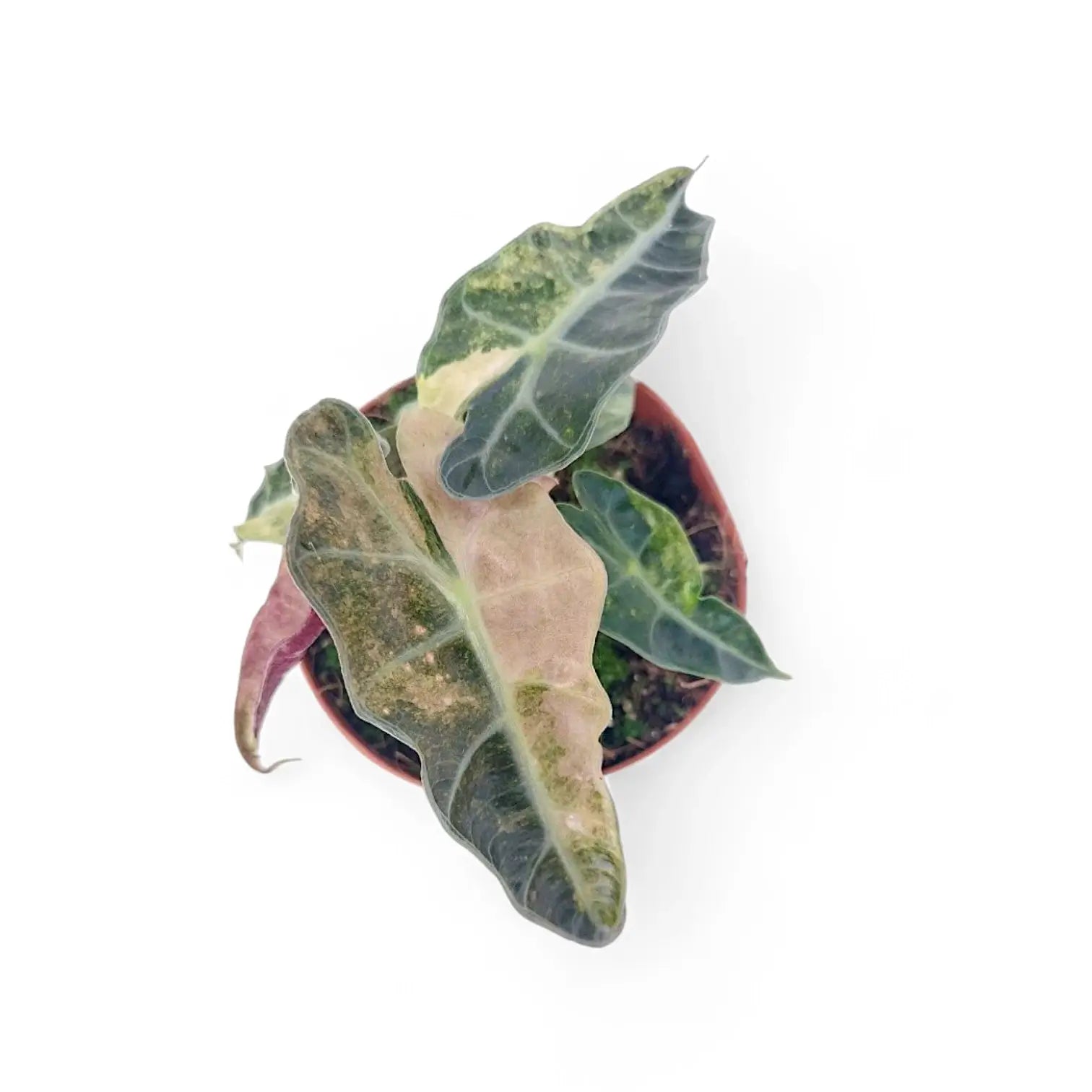 Alocasia 'Polly' variegata aurea potted plant in nursery pot on white background.