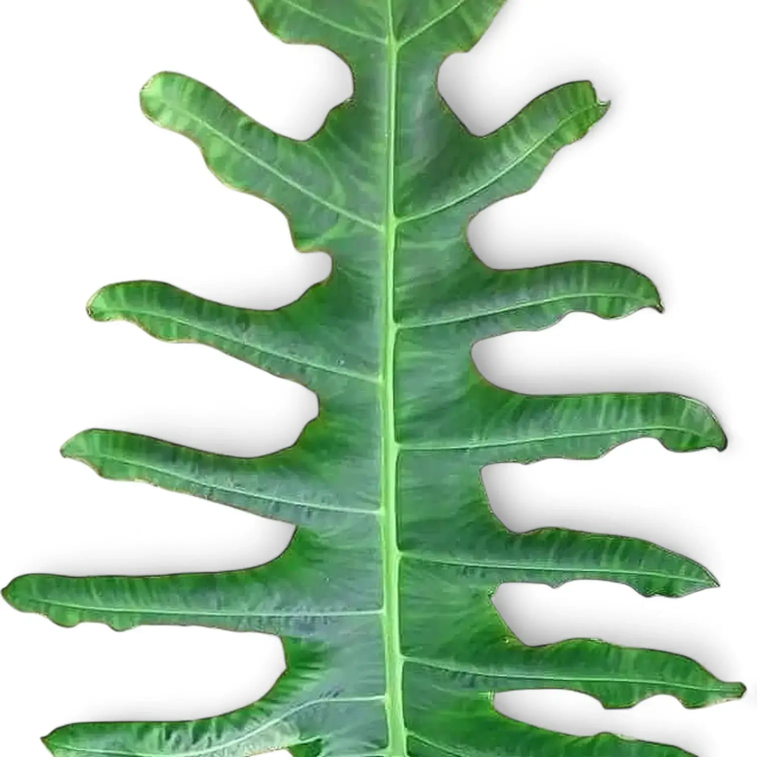 Nahaufnahme eines Blatts von Alocasia portei vor weißem Hintergrund.