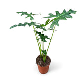 Alocasia portei potted plant in nursery pot on white background.