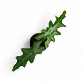 Alocasia portei potted plant in nursery pot on white background.