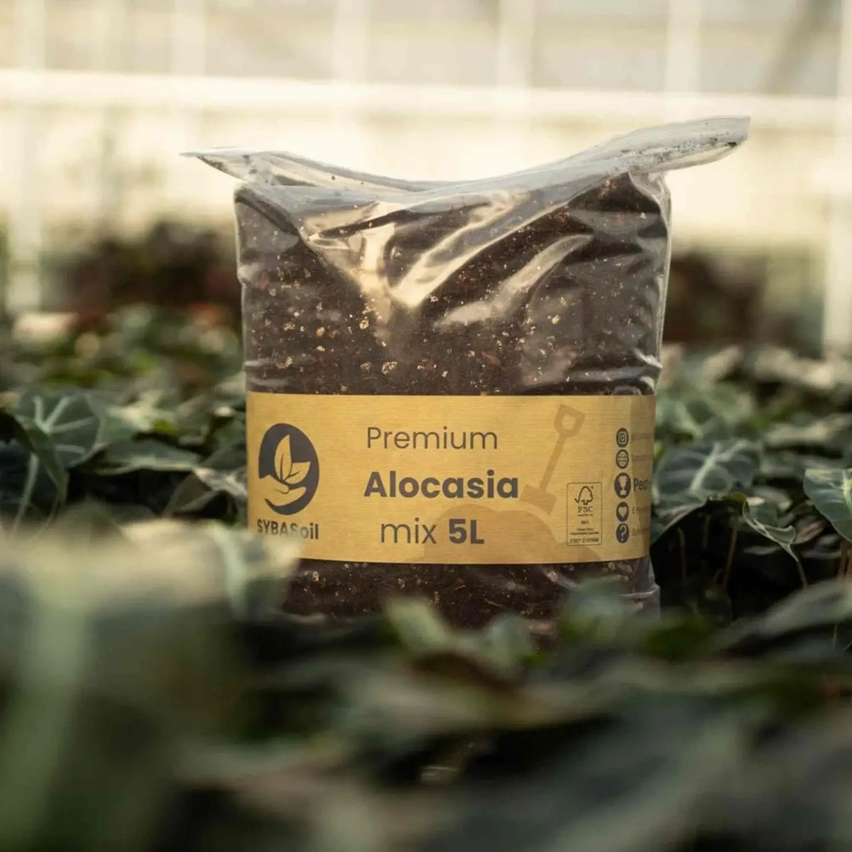 Alocasia-Pflanzsubstrat vor weißem Hintergrund, Produktfoto 12.