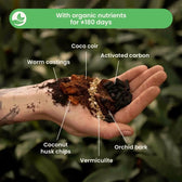 Alocasia-Pflanzsubstrat vor weißem Hintergrund, Produktfoto 3.