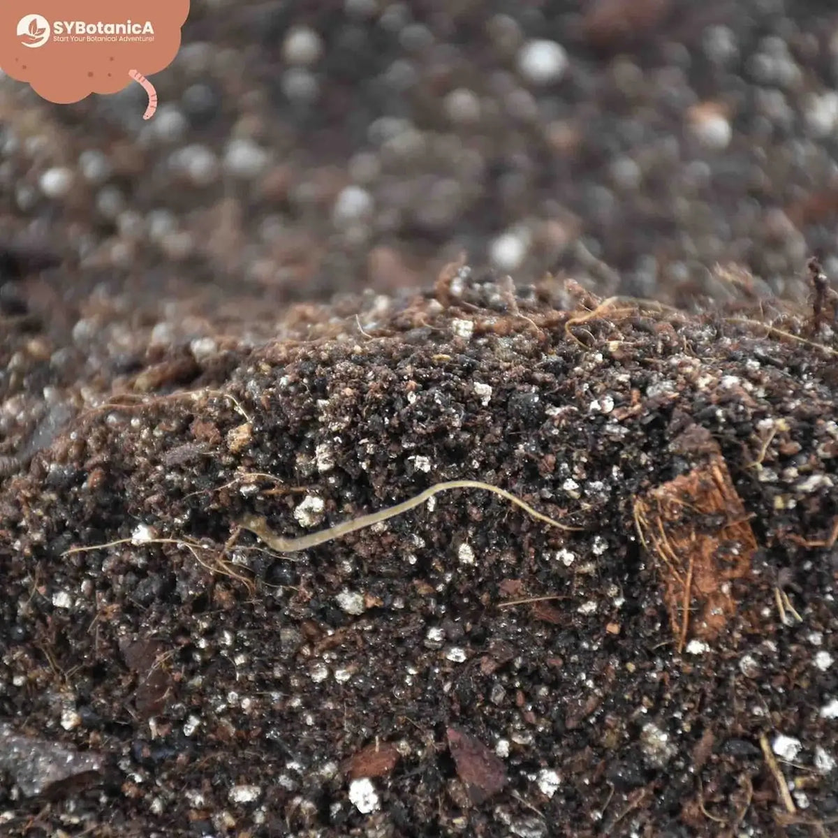 Alocasia-Pflanzsubstrat vor weißem Hintergrund, Produktfoto 4.