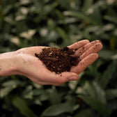 Alocasia-Pflanzsubstrat vor weißem Hintergrund, Produktfoto 5.