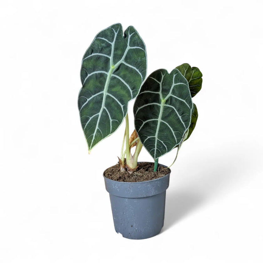 Alocasia 'Prince of Curup' potted plant in nursery pot on white background.