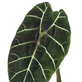 Alocasia 'Prince of Curup' potted plant in nursery pot on white background.