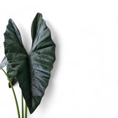 Alocasia princeps 'Purple cloak' leaf close-up on white background.