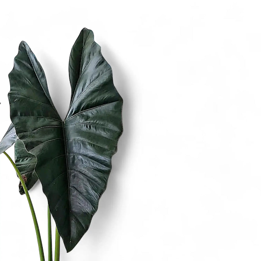 Alocasia princeps 'Purple cloak' leaf close-up on white background.