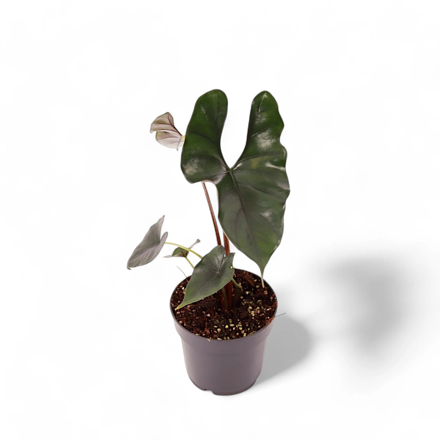 Alocasia princeps 'Purple cloak' potted plant in nursery pot on white background.