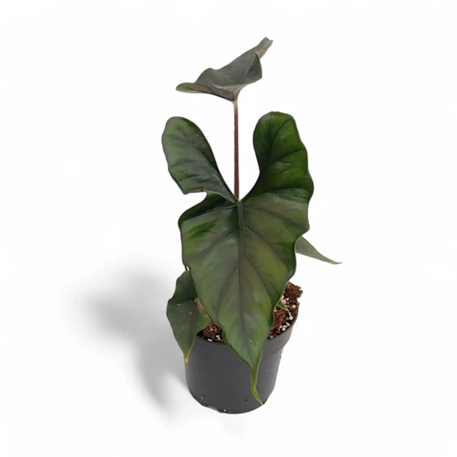 Alocasia princeps 'Purple cloak' potted plant in nursery pot on white background.