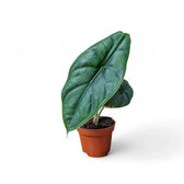 Alocasia puncakborneensis potted plant in nursery pot on white background.