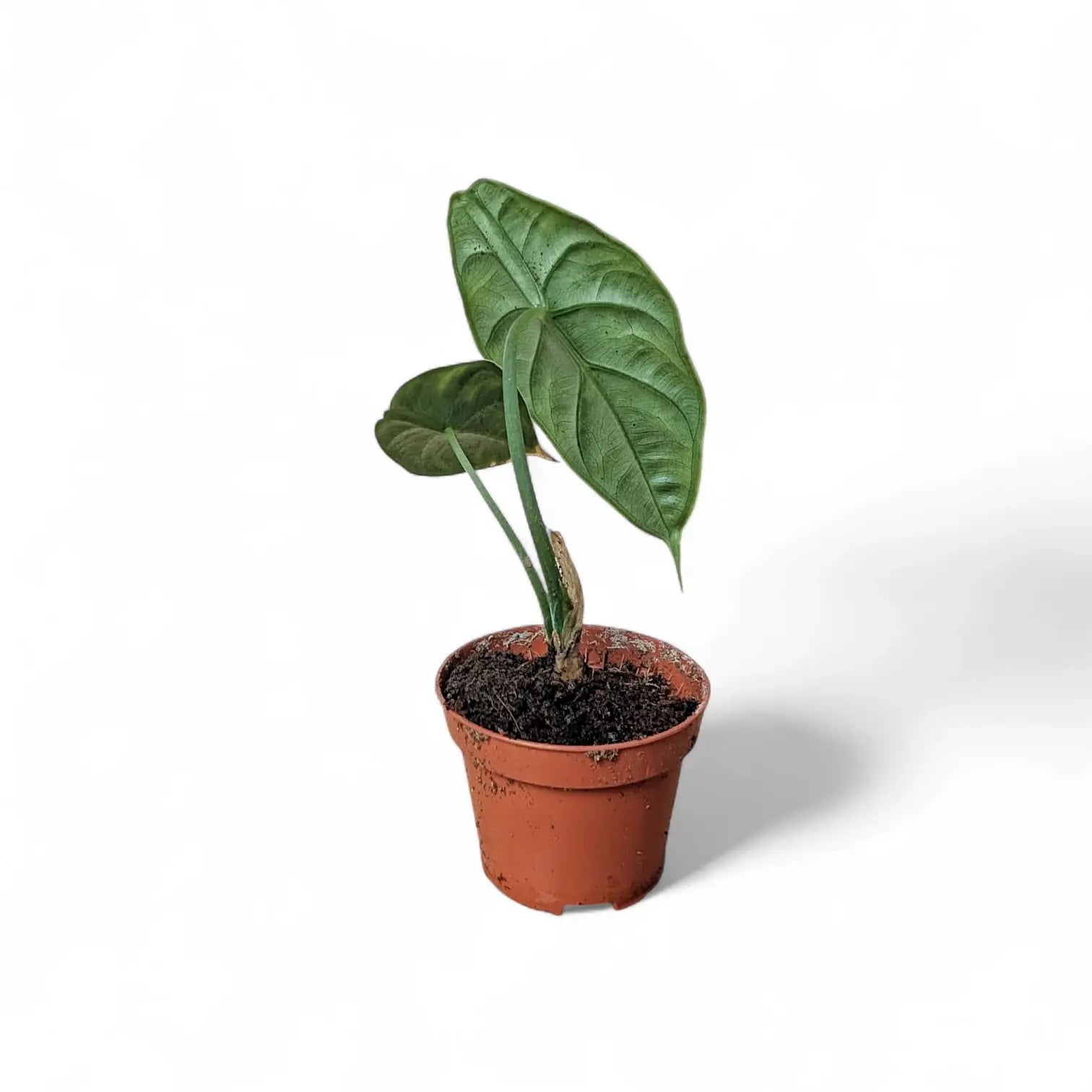 Alocasia puncakborneensis potted plant in nursery pot on white background.