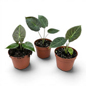 Kleine Jungpflanze von Alocasia Regal Shields im Anzuchttopf vor weißem Hintergrund