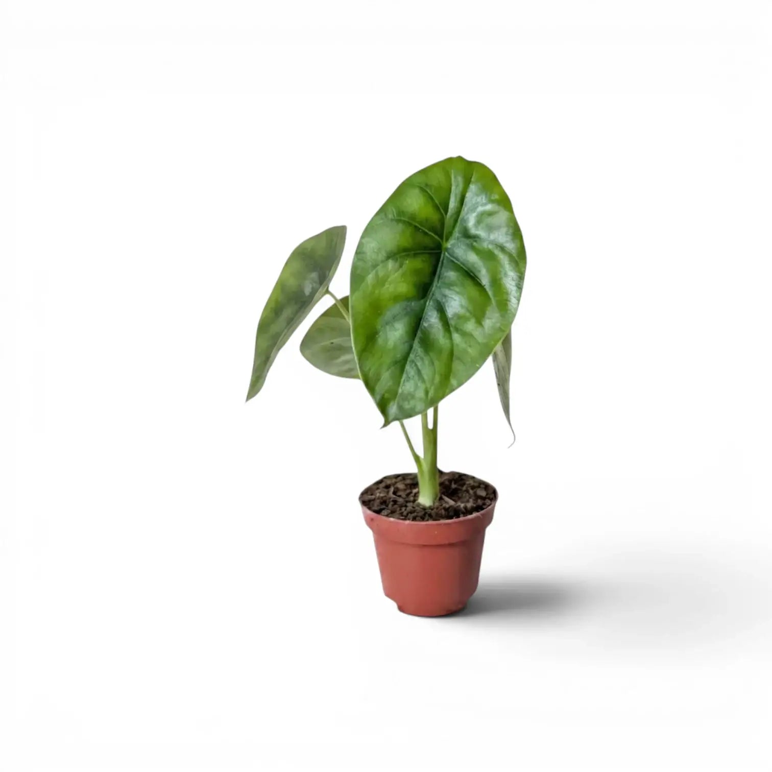 Alocasia Regal Shields baby plant in a nursery pot on a white background