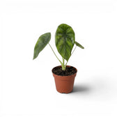 Alocasia Regal Shields baby plant in a nursery pot on a white background
