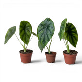 Small Alocasia Regal Shields baby plant in a nursery pot on a white background
