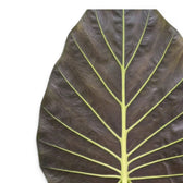 Nahaufnahme eines großen, sehr dunklen Blatts von Alocasia Regal Shields vor weißem Hintergrund