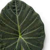 Nahaufnahme eines großen, sehr dunklen Blatts von Alocasia Regal Shields vor weißem Hintergrund