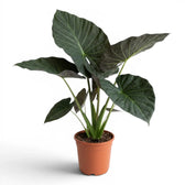 Große Alocasia Regal Shields im Anzuchttopf vor weißem Hintergrund