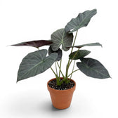 Große Alocasia Regal Shields im Anzuchttopf vor weißem Hintergrund