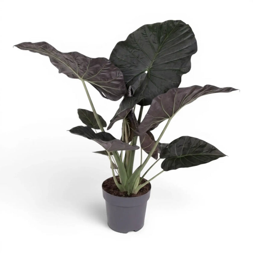 Große Alocasia Regal Shields im Anzuchttopf vor weißem Hintergrund