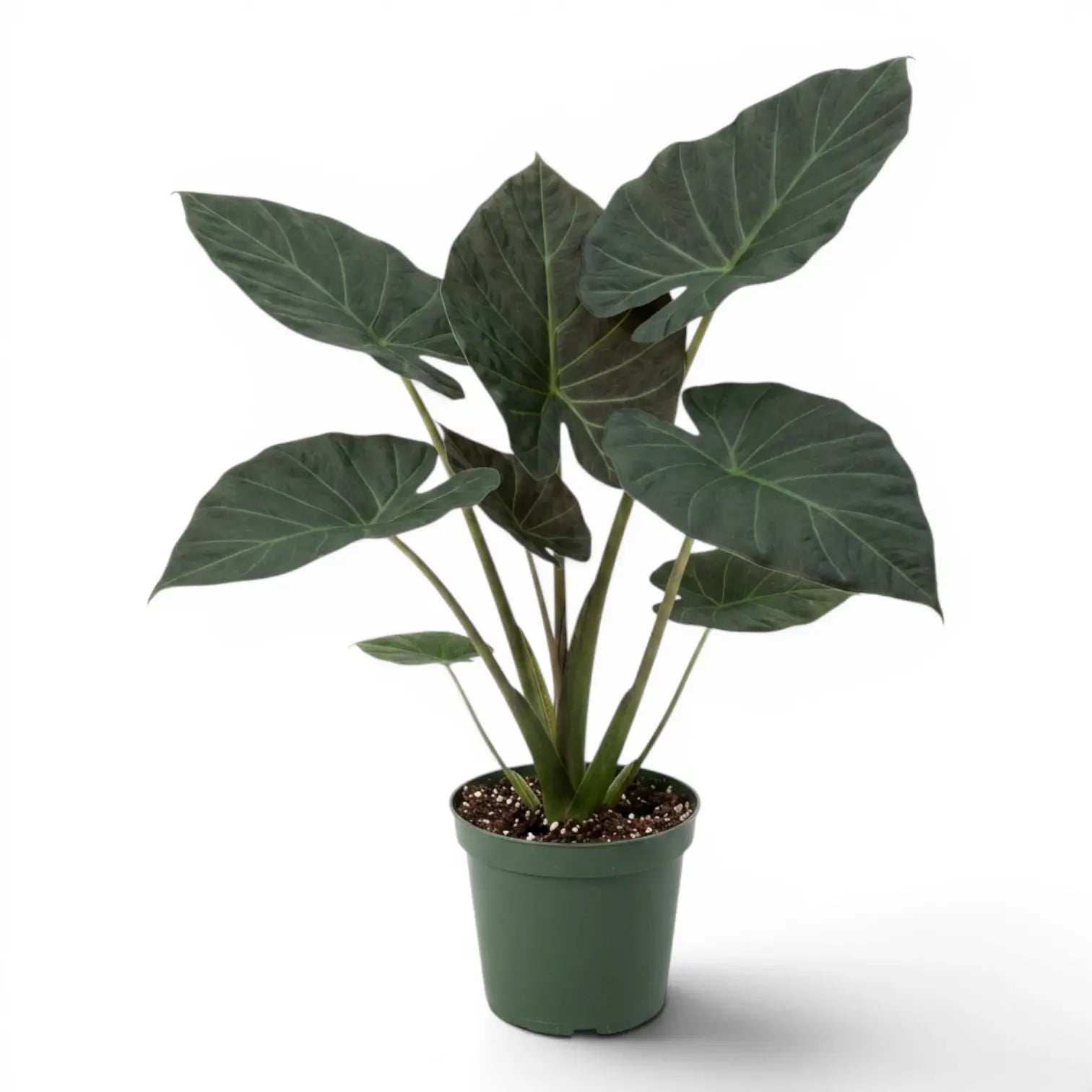 Große Alocasia Regal Shields im Anzuchttopf vor weißem Hintergrund