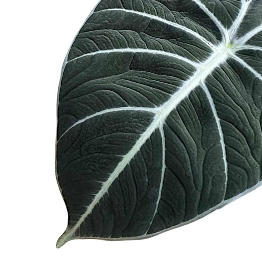 Alocasia reginula 'Black velvet' leaf detail on white background.
