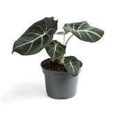 Alocasia reginula 'Black velvet' – Topfpflanze im Kulturtopf vor weißem Hintergrund, Produktfoto 11.