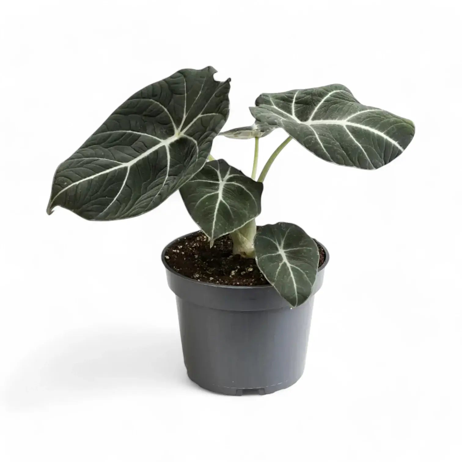 Alocasia reginula 'Black velvet' – Topfpflanze im Kulturtopf vor weißem Hintergrund, Produktfoto 11.