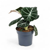 Alocasia reginula 'Black velvet' – Topfpflanze im Kulturtopf vor weißem Hintergrund, Produktfoto 12.