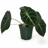 Alocasia reginula 'Black velvet' – Topfpflanze im Kulturtopf vor weißem Hintergrund, Produktfoto 13.