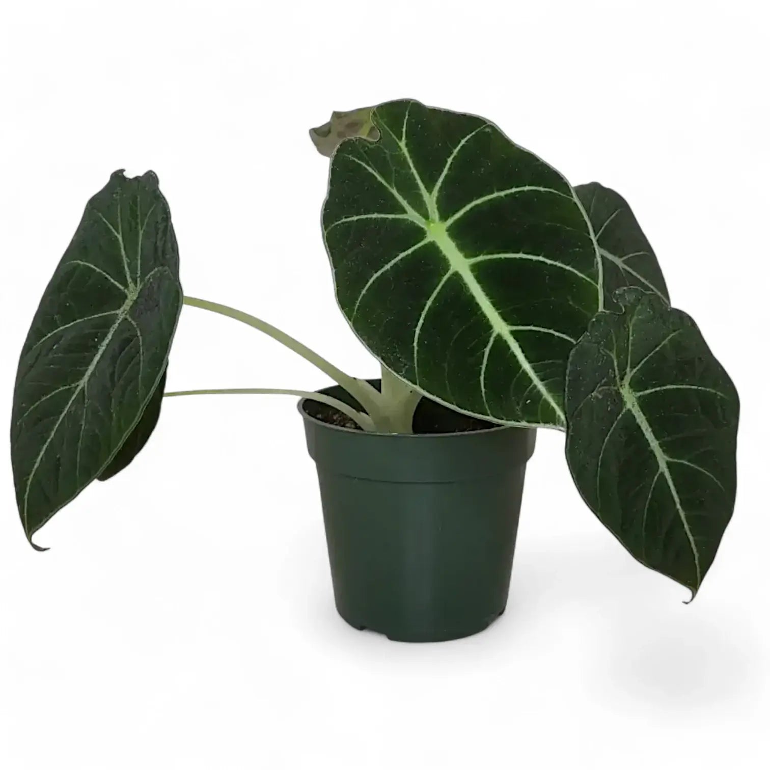 Alocasia reginula 'Black velvet' – Topfpflanze im Kulturtopf vor weißem Hintergrund, Produktfoto 13.