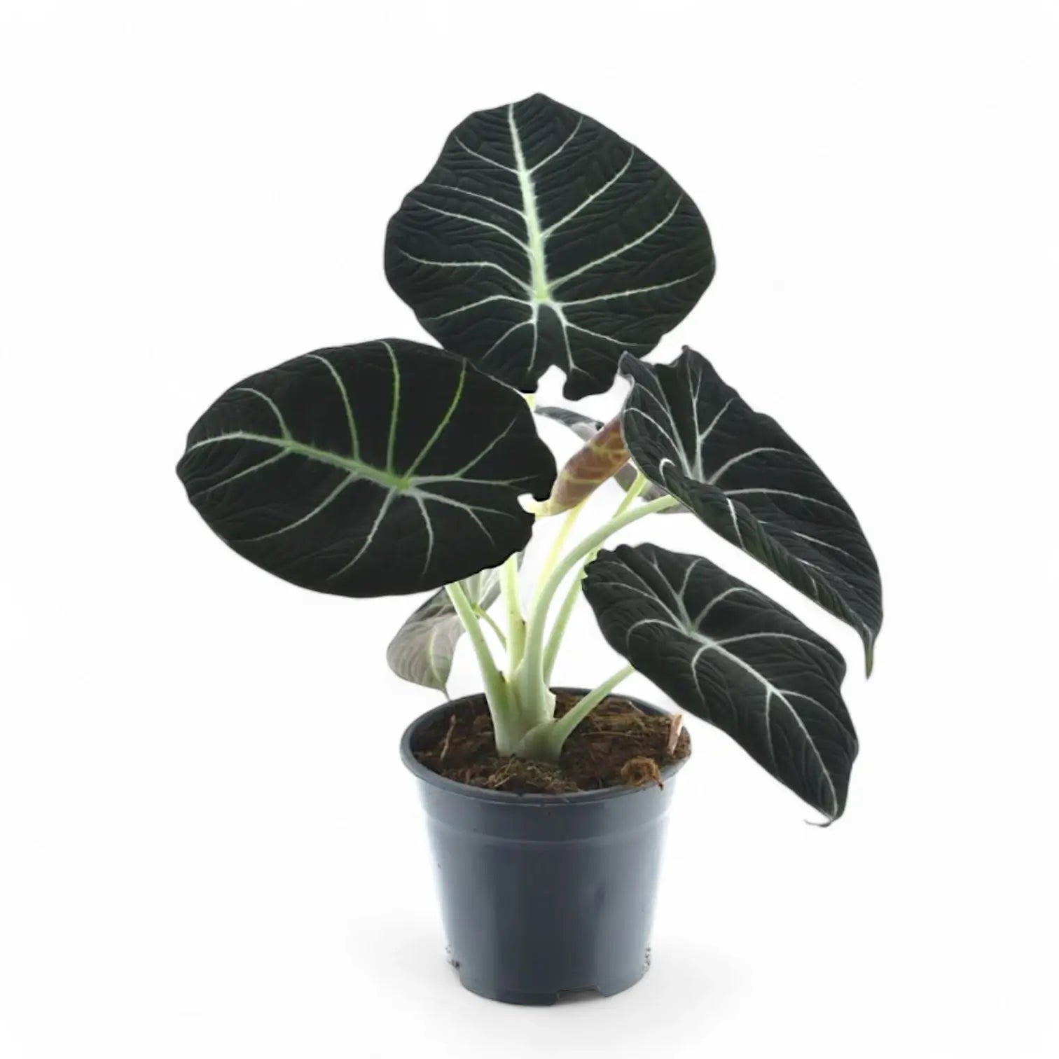 Alocasia reginula 'Black velvet' – Topfpflanze im Kulturtopf vor weißem Hintergrund, Produktfoto 4.