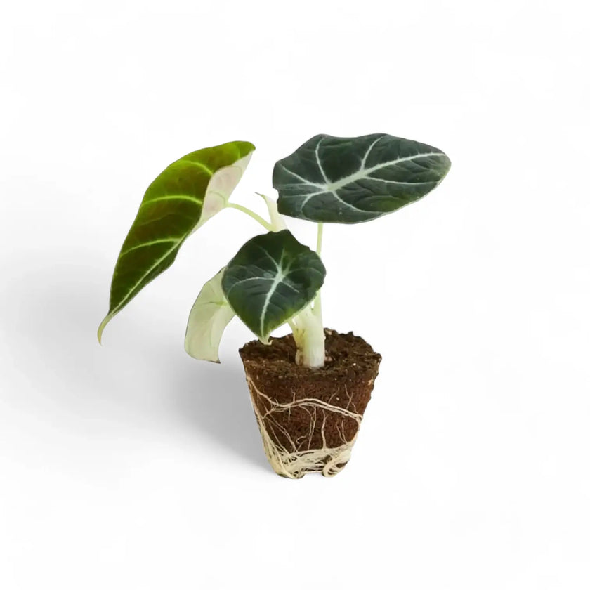 Alocasia reginula 'Black velvet' potted plant in nursery pot on white background.