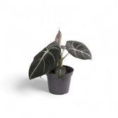 Alocasia reginula 'Black velvet' – Topfpflanze im Kulturtopf vor weißem Hintergrund, Produktfoto 7.