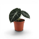 Junge Alocasia reginula Black Velvet mit sehr dunklen Blättern und kontrastreichen weißen Adern im Anzuchttopf vor weißem Hintergrund