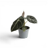 Junge Alocasia reginula Black Velvet mit sehr dunklen Blättern und kontrastreichen weißen Adern im Anzuchttopf vor weißem Hintergrund