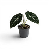Junge Alocasia reginula Black Velvet mit sehr dunklen Blättern und kontrastreichen weißen Adern im Anzuchttopf vor weißem Hintergrund
