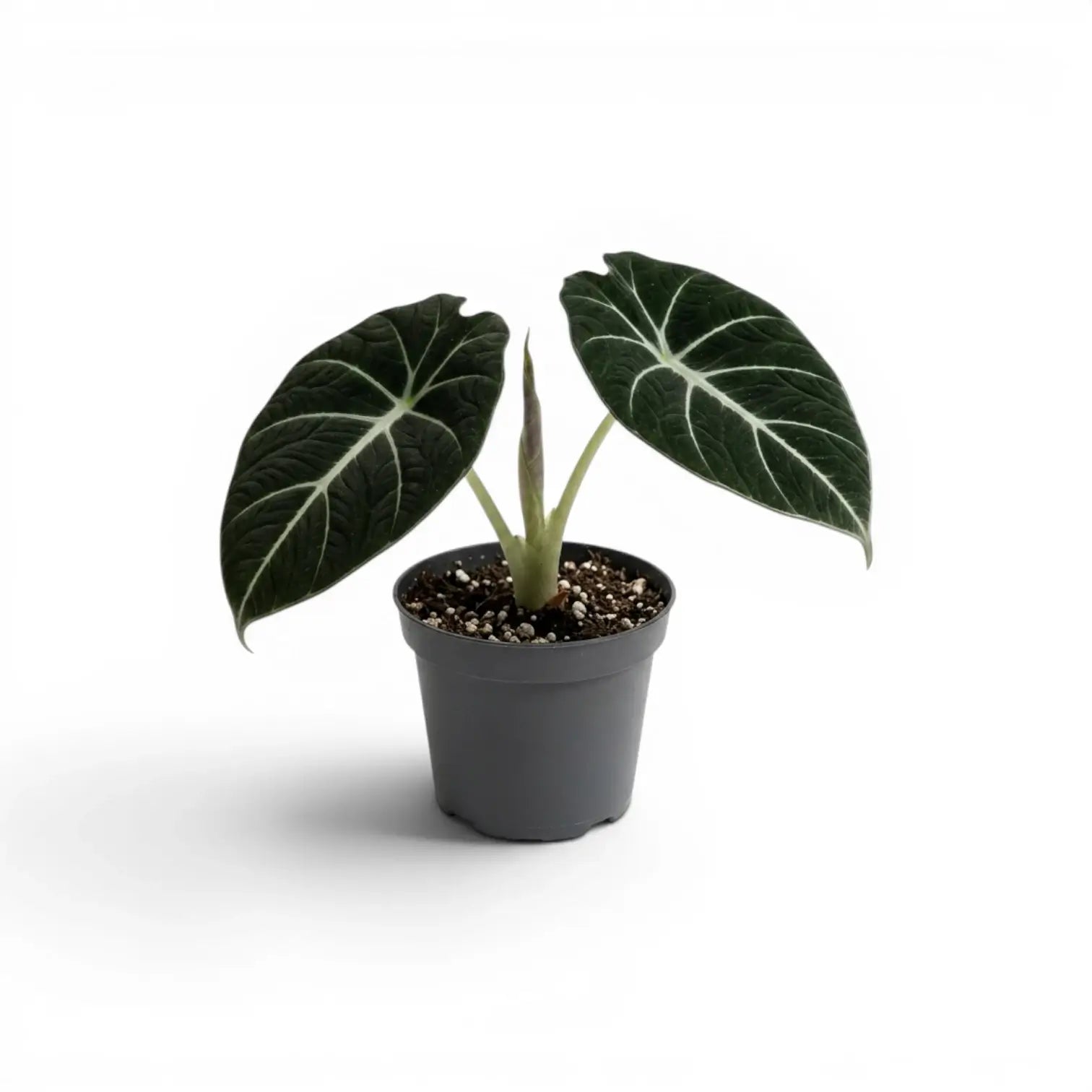 Junge Alocasia reginula Black Velvet mit sehr dunklen Blättern und kontrastreichen weißen Adern im Anzuchttopf vor weißem Hintergrund