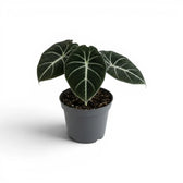 Junge Alocasia reginula Black Velvet mit sehr dunklen Blättern und kontrastreichen weißen Adern im Anzuchttopf vor weißem Hintergrund